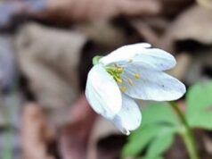 На Волині у грудні зацвіла анемона На-Волині-у-грудні-зацвіла-анемона