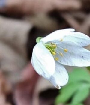 На-Волині-у-грудні-зацвіла-анемона