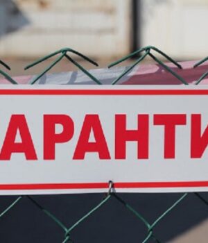 Домашній-кіт-покусав-власника:-в-селі-на-Ковельщині-–-карантин-через-сказ Домашній-кіт-покусав-власника:-в-селі-на-Ковельщині-–-карантин-через-сказ