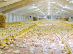 На Волині фірма екснардепа розбудовує ферму до понад 80 тисяч курей На-Волині-фірма-екснардепа-розбудовує-ферму-до-понад-80-тисяч-курей