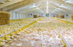 На Волині фірма екснардепа розбудовує ферму до понад 80 тисяч курей На-Волині-фірма-екснардепа-розбудовує-ферму-до-понад-80-тисяч-курей