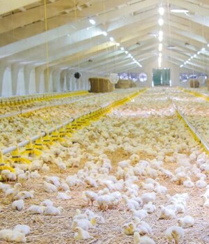 На-Волині-фірма-екснардепа-розбудовує-ферму-до-понад-80-тисяч-курей На-Волині-фірма-екснардепа-розбудовує-ферму-до-понад-80-тисяч-курей