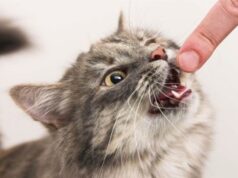 На Волині домашній кіт покусав власника, у селі запровадили карантин через сказ На-Волині-домашній-кіт-покусав-власника,-у-селі-запровадили-карантин-через-сказ