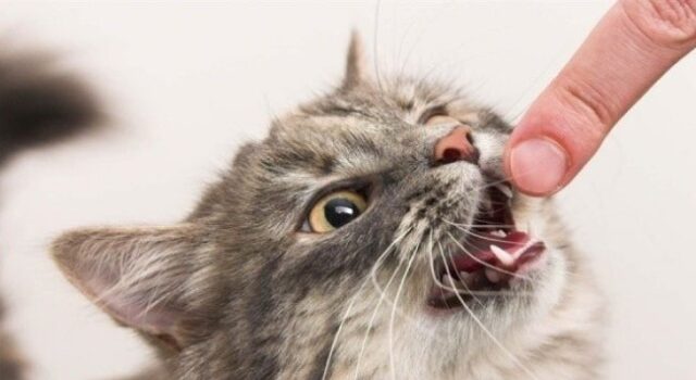 На Волині домашній кіт покусав власника, у селі запровадили карантин через сказ На-Волині-домашній-кіт-покусав-власника,-у-селі-запровадили-карантин-через-сказ