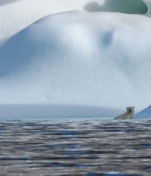 Науковці-фіксують-в-Арктиці-найвищі-температури-за-125-років Науковці-фіксують-в-Арктиці-найвищі-температури-за-125-років