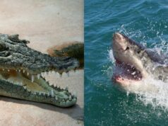 У якої тварини найсильніший укус: учені поставили крапку в питанні У-якої-тварини-найсильніший-укус:-учені-поставили-крапку-в-питанні