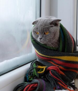 До-України-йде-зимове-похолодання:-температура-може-впасти-до-11° До-України-йде-зимове-похолодання:-температура-може-впасти-до-11°