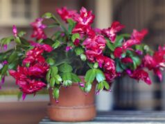 Різдвяник може рости сотню років, якщо раз на тиждень приділяти йому 10 секунд Різдвяник-може-рости-сотню-років,-якщо-раз-на-тиждень-приділяти-йому-10-секунд