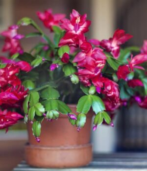 Різдвяник-може-рости-сотню-років,-якщо-раз-на-тиждень-приділяти-йому-10-секунд Різдвяник-може-рости-сотню-років,-якщо-раз-на-тиждень-приділяти-йому-10-секунд