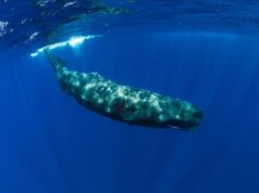 Чи може кит проковтнути людину: вчені дали відповідь Чи-може-кит-проковтнути-людину:-вчені-дали-відповідь