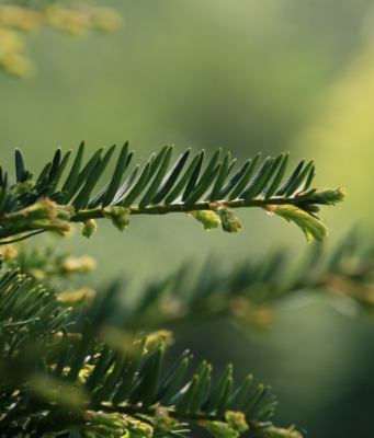 19 грудня: свята, події, факти. День вічнозеленого дерева та Міжнародний день емо 19-грудня:-свята,-події,-факти.-День-вічнозеленого-дерева-та-Міжнародний-день-емо
