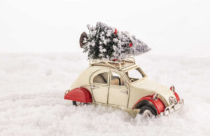 Ялинка на свята: яка відповідальність за незаконний зруб Ялинка-на-свята:-яка-відповідальність-за-незаконний-зруб