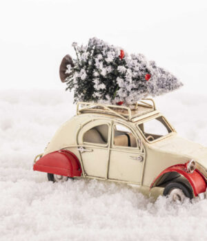 Ялинка-на-свята:-яка-відповідальність-за-незаконний-зруб