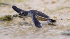 Порятунок цих прекрасних істот. Перемоги 2025 року, які дають шанс нашій планеті Порятунок-цих-прекрасних-істот.-Перемоги-2025-року,-які-дають-шанс-нашій-планеті