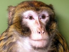 У Гостомелі під Києвом мавпа втекла від господарів і бігала вулицями: фото У Гостомелі-під-Києвом-мавпа-втекла-від-господарів-і бігала-вулицями:-фото