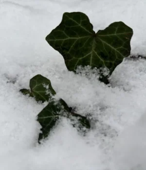 Зимове сонцестояння: прогноз погоди на вихідні 20-21 грудня