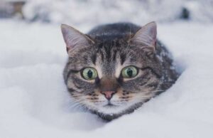 Прийде справжня зима: на Волині очікуються сніг та морози Прийде-справжня-зима:-на-Волині-очікуються-сніг-та-морози