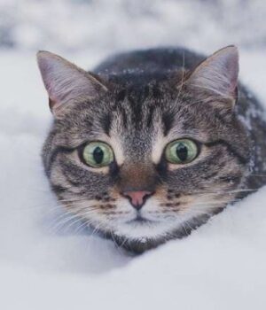 Прийде-справжня-зима:-на-Волині-очікуються-сніг-та-морози