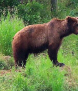 Кіт-зайшов-у вольєр-до ведмедів-у зоопарку-Вʼєтнаму —-як його-зустріли-хижаки-(відео) Кіт-зайшов-у вольєр-до ведмедів-у зоопарку-Вʼєтнаму —-як його-зустріли-хижаки-(відео)