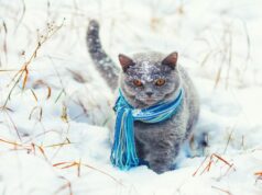 Якою буде погода у Луцьку та на Волині завтра, 21 грудня Якою-буде-погода-у-Луцьку-та-на-Волині-завтра,-21-грудня