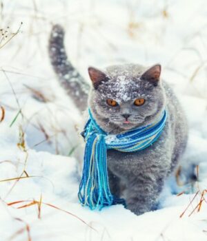 Якою-буде-погода-у-Луцьку-та-на-Волині-завтра,-21-грудня