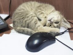 Чому коти люблять залазити у дивні місця: ветеринари назвали 4 головних причини Чому-коти-люблять-залазити-у-дивні-місця:-ветеринари-назвали-4-головних-причини