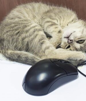 Чому-коти-люблять-залазити-у-дивні-місця:-ветеринари-назвали-4-головних-причини