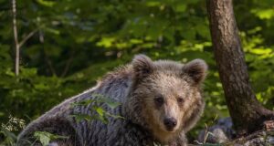 Ведмеді в Італії мутували і поводяться нетипово: вчені знайшли пояснення Ведмеді-в-Італії-мутували-і-поводяться-нетипово:-вчені-знайшли-пояснення