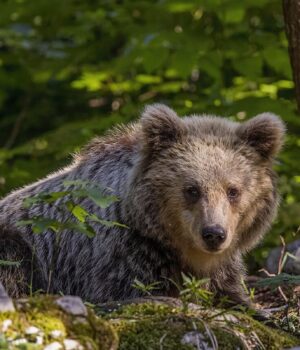 Ведмеді-в-Італії-мутували-і-поводяться-нетипово:-вчені-знайшли-пояснення