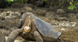 Самотній Джордж: історія гігантської черепахи, яка стала останнім представником свого виду Самотній-Джордж:-історія-гігантської-черепахи,-яка-стала-останнім-представником-свого-виду