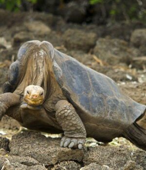 Самотній-Джордж:-історія-гігантської-черепахи,-яка-стала-останнім-представником-свого-виду