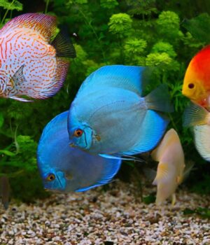 Чому-тропічні-тварини-такі-барвисті-та-різноманітні:-екологи-нарешті-знайшли-відповідь