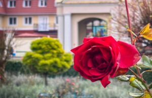 Диво серед зими: біля собору Луцька зацвіла лаванда та троянди Диво-серед-зими:-біля-собору-Луцька-зацвіла-лаванда-та-троянди