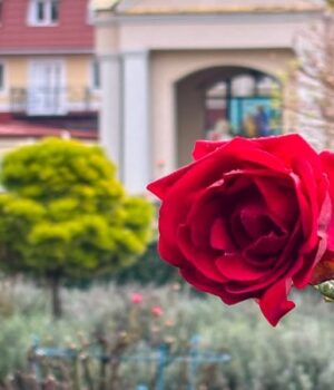 Диво-серед-зими:-біля-собору-Луцька-зацвіла-лаванда-та-троянди