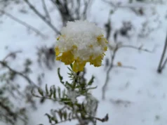 Погода 22 грудня: очікується туман, дощ і мокрий сніг Погода 22 грудня: очікується туман, дощ і мокрий сніг