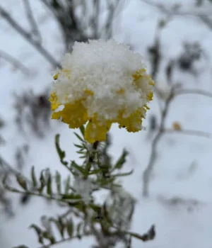 Погода 22 грудня: очікується туман, дощ і мокрий сніг
