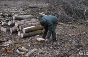 На Волині п’ятий рік не можуть зупинити рубки у нацпарку На-Волині-п’ятий-рік-не-можуть-зупинити-рубки-у-нацпарку