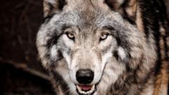 У Києві жінка тримала у квартирі вовка: тварина ледь не загризла власницю У-Києві-жінка-тримала-у-квартирі-вовка:-тварина-ледь-не-загризла-власницю