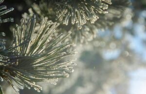 До середини тижня – морози: якої погоди слід очікувати волинянам на Різдво До-середини-тижня-–-морози:-якої-погоди-слід-очікувати-волинянам-на-Різдво