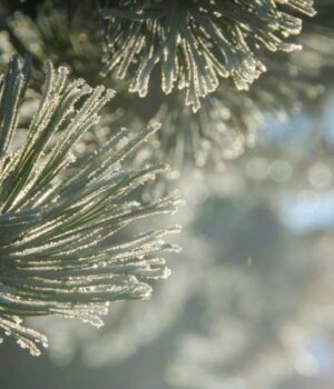 До-середини-тижня-–-морози:-якої-погоди-слід-очікувати-волинянам-на-Різдво