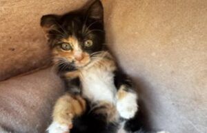 Привезла живу кішку, а забрала додому труп: лучанка підозрює ветклініку в смерті тварини Привезла-живу-кішку,-а-забрала-додому-труп:-лучанка-підозрює-ветклініку-в-смерті-тварини