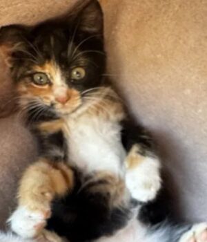 Привезла-живу-кішку,-а-забрала-додому-труп:-лучанка-підозрює-ветклініку-в-смерті-тварини