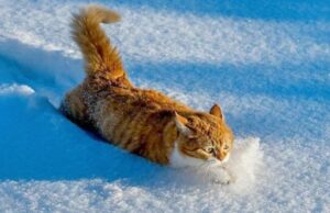 Якою буде погода на Волині та у Луцьку у вівторок, 23 грудня Якою-буде-погода-на-Волині-та-у-Луцьку-у-вівторок,-23-грудня