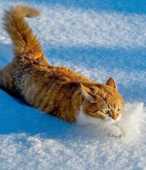 Якою-буде-погода-на-Волині-та-у-Луцьку-у-вівторок,-23-грудня