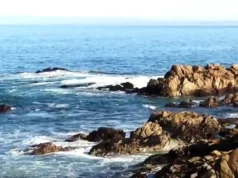 Акула атакувала 17 плавців у Каліфорнії: жінка зникла безвісти Акула-атакувала-17-плавців-у-Каліфорнії:-жінка-зникла-безвісти