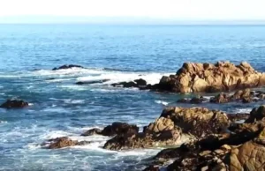 Акула атакувала 17 плавців у Каліфорнії: жінка зникла безвісти Акула-атакувала-17-плавців-у-Каліфорнії:-жінка-зникла-безвісти