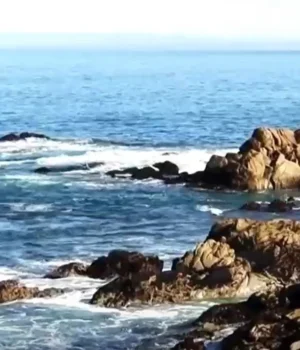 Акула-атакувала-17-плавців-у-Каліфорнії:-жінка-зникла-безвісти