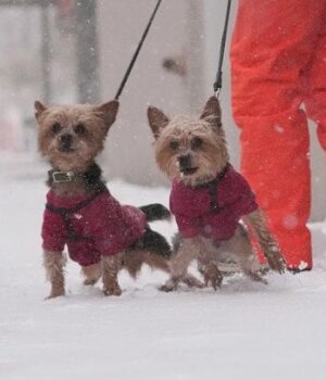 Синоптик-попередив-про-сніг-та-морози:-коли-в-Україні-значно-похолодає