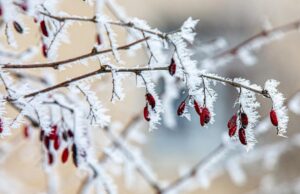 Укргідрометцентр розповів про похолодання та сніг напередодні Різдва Укргідрометцентр-розповів-про-похолодання-та-сніг-напередодні-Різдва