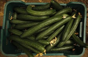 Ціни на огірки в Україні знову рвонули вгору: скільки зараз коштує кілограм Ціни-на-огірки-в-Україні-знову-рвонули-вгору:-скільки-зараз-коштує-кілограм